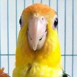 Meet your Posher, Steve